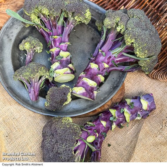 Broccoli 'Purple Magic' F1 - Seeds
