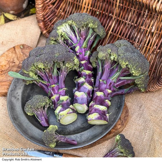 Broccoli 'Purple Magic' F1 - Seeds