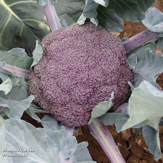 Broccoli 'Purple Magic' F1 - Seeds