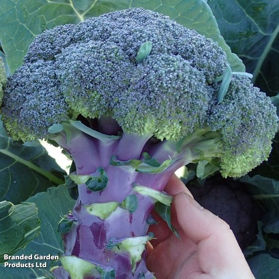Broccoli 'Purple Magic' F1 - Seeds