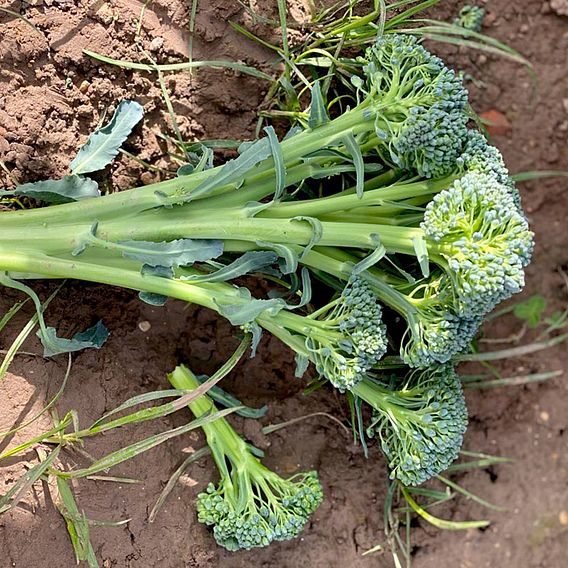 Broccoli 'Hirzia' F1 (Stem) - Seeds
