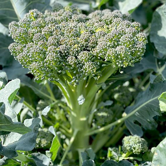 Broccoli 'Hirzia' F1 (Stem) - Seeds