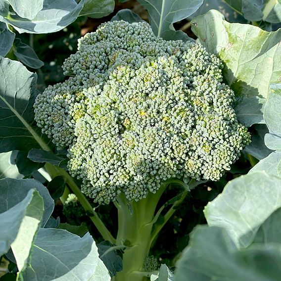 Broccoli 'Hirzia' F1 (Stem) - Seeds
