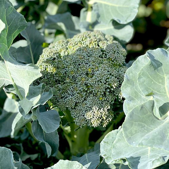 Broccoli 'Hirzia' F1 (Stem) - Seeds