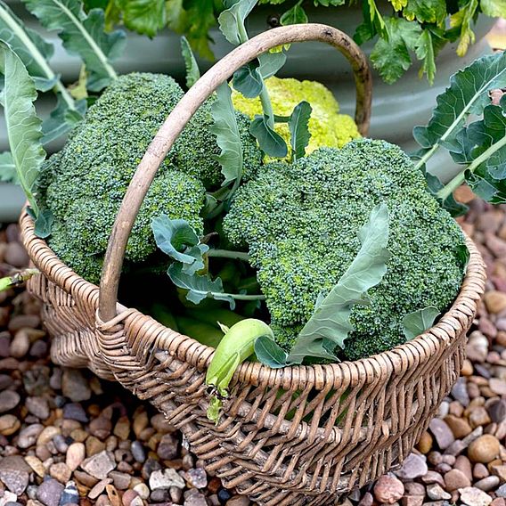 Broccoli 'Sun King' F1 - Seeds