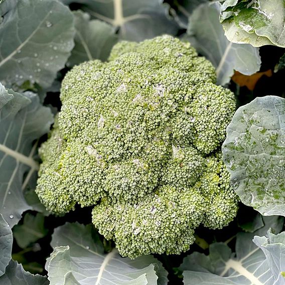 Broccoli 'Sun King' F1 - Seeds