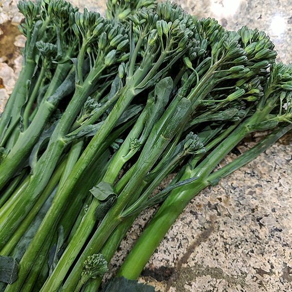 Broccoli 'Tenderette' F1 (Sprouting type) - Seeds