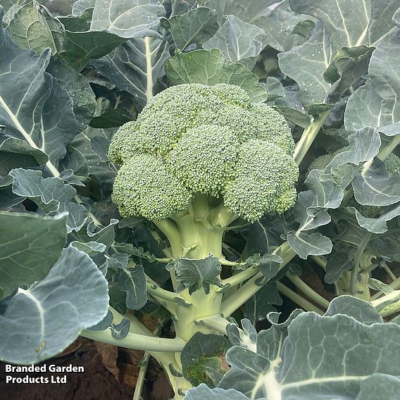 Broccoli 'Titanium' F1 (Calabrese) - Seeds