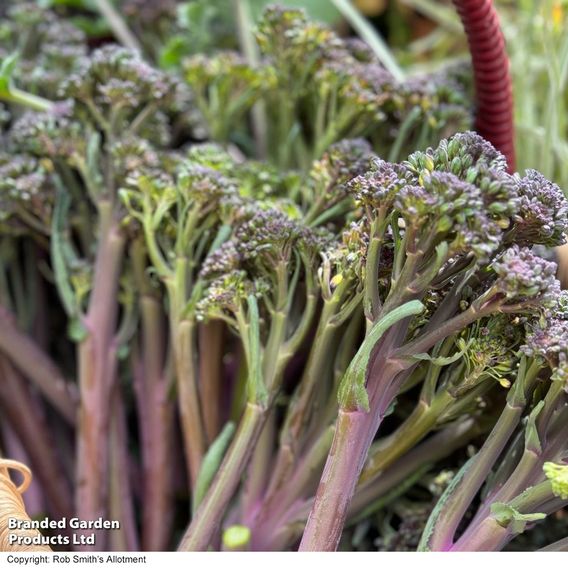 Broccoli 'Tyrian' (Stem) F1 - Seeds