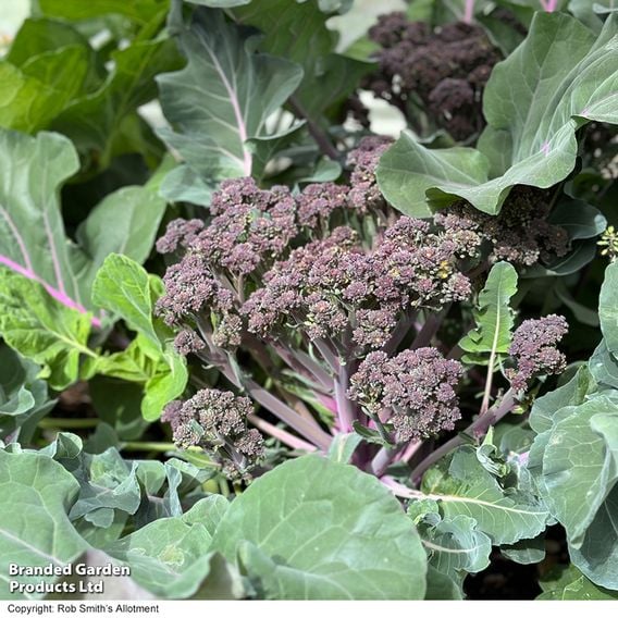 Broccoli 'Tyrian' (Stem) F1 - Seeds