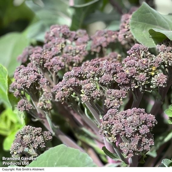 Broccoli 'Tyrian' (Stem) F1 - Seeds