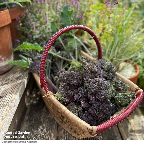 Broccoli 'Tyrian' (Stem) F1 - Seeds