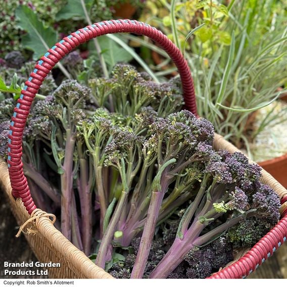 Broccoli 'Tyrian' (Stem) F1 - Seeds