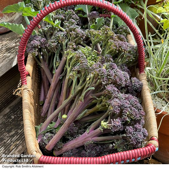 Broccoli 'Tyrian' (Stem) F1 - Seeds
