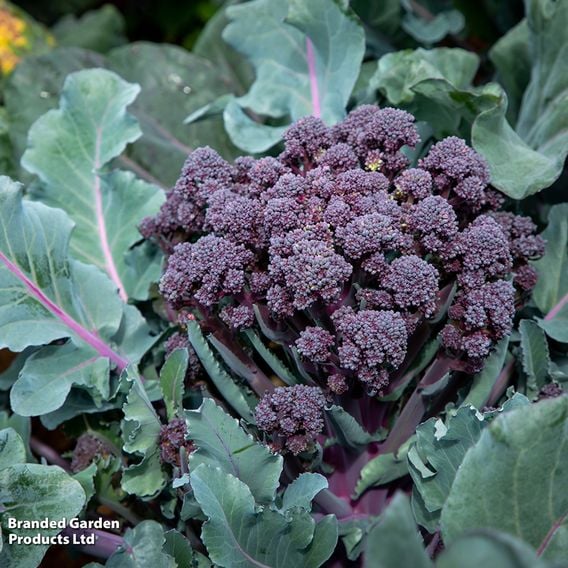 Broccoli 'Tyrian' (Stem) F1 - Seeds