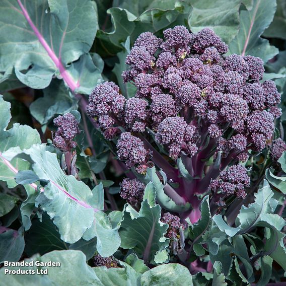 Broccoli 'Tyrian' (Stem) F1 - Seeds
