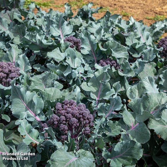 Broccoli 'Tyrian' (Stem) F1 - Seeds