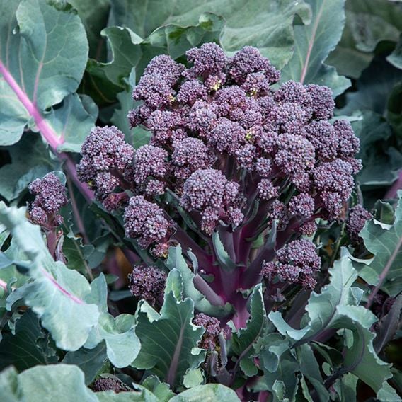 Broccoli 'Tyrian' (Stem) F1 - Seeds