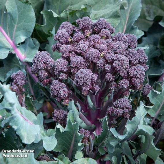 Broccoli 'Tyrian' (Stem) F1 - Seeds