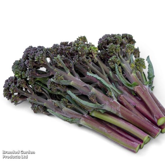 Broccoli 'Tyrian' (Stem) F1 - Seeds
