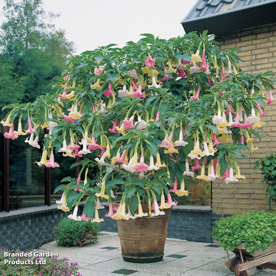 Angels Trumpet Tricolour
