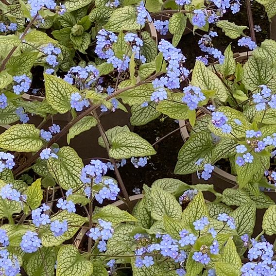 Brunnera macrophylla 'Alexandria'