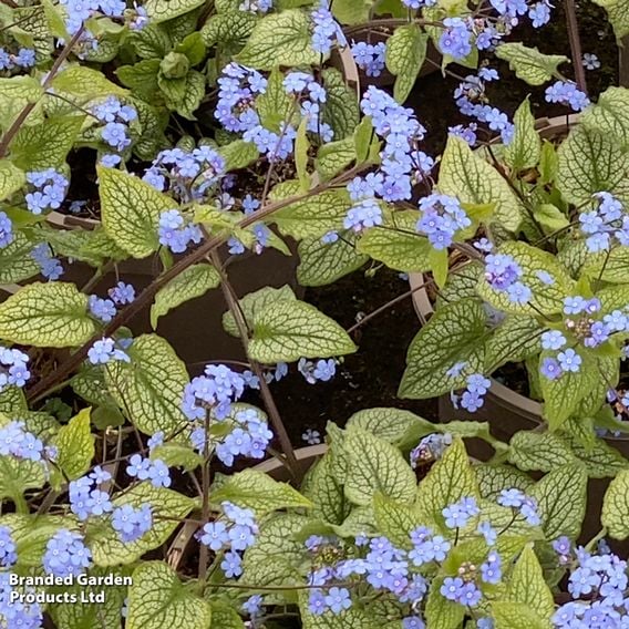 Brunnera macrophylla 'Alexandria'