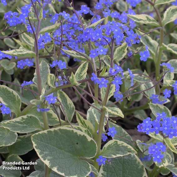 Brunnera macrophylla 'Hadspen Cream'