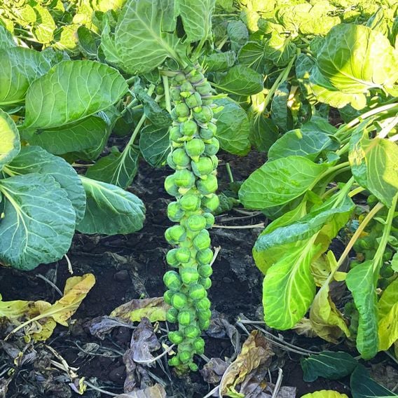 Brussels Sprout 'Brodick' F1 - Seeds