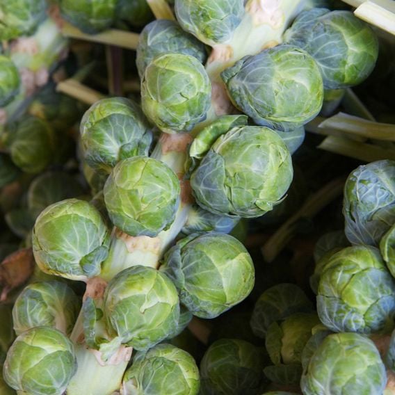 Brussels Sprout 'Brodick' F1 - Seeds