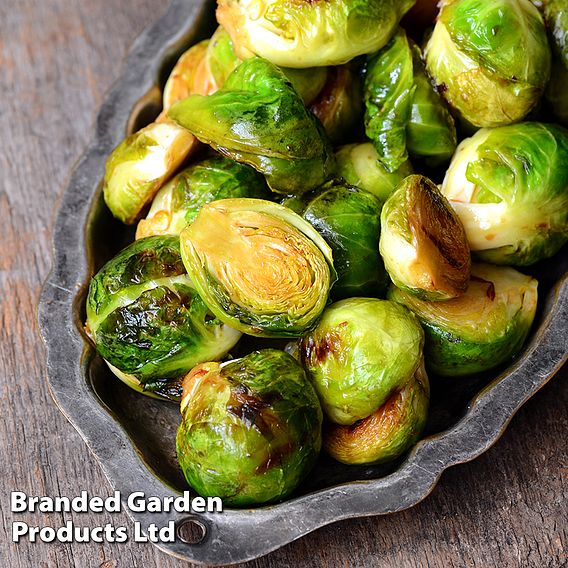 Brussels Sprout 'Churchill' F1 - Seeds