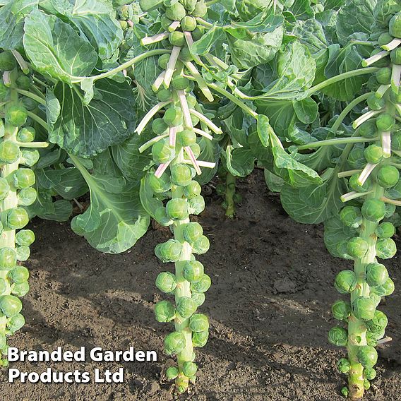 Brussels Sprout Marte F1 Seeds