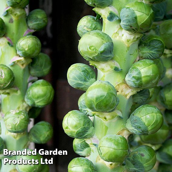 Brussels Sprout 'Churchill' F1 - Seeds