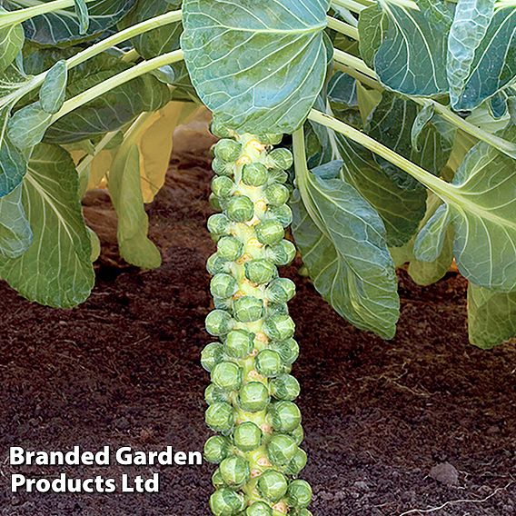 Brussels Sprout Cryptus F1 Seeds