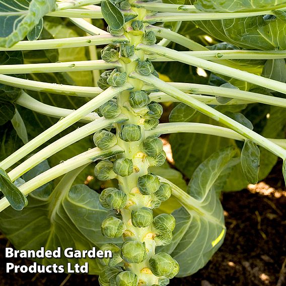 Brussels Sprout 'Cryptus' F1 - Seeds