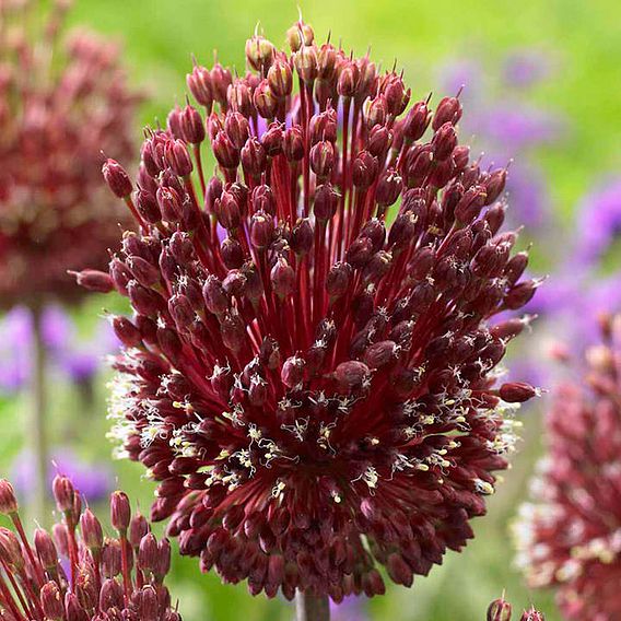 Allium 'Red Mohican'