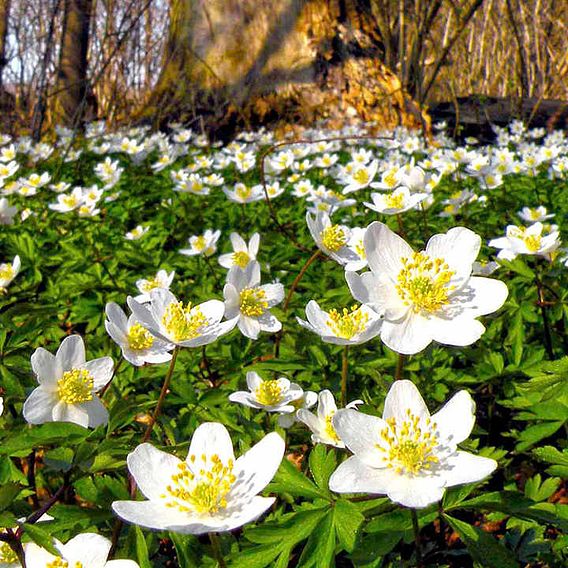 Anemone nemorosa