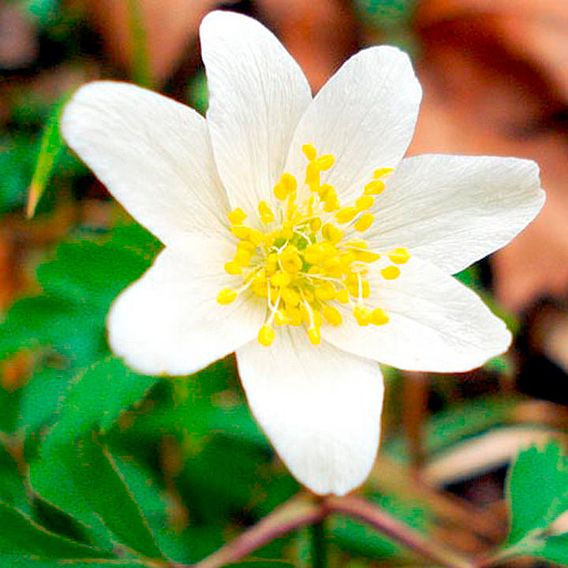 Anemone nemorosa