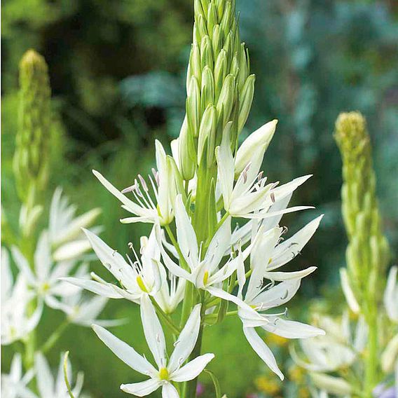 Camassia leichtlinii subsp. leichtlinii