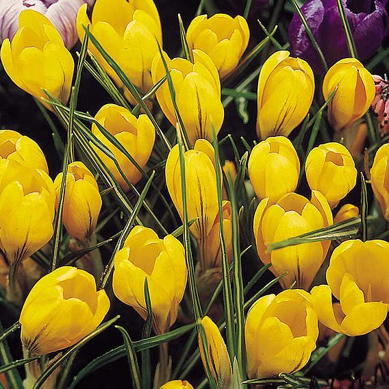 Crocus 'Yellow Mammoth'