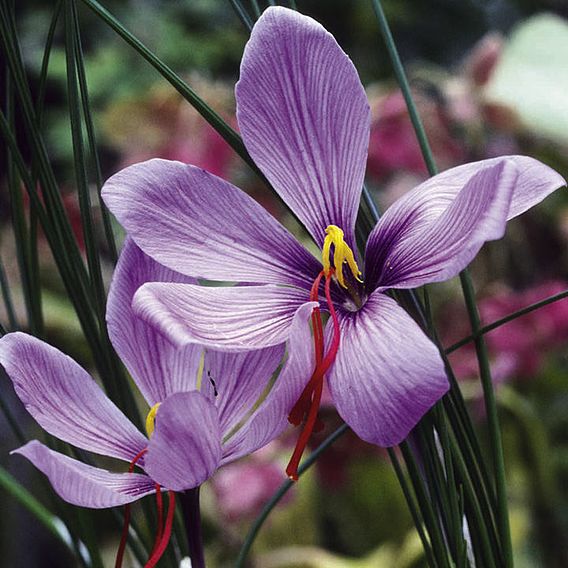 Crocus sativus (Saffron)