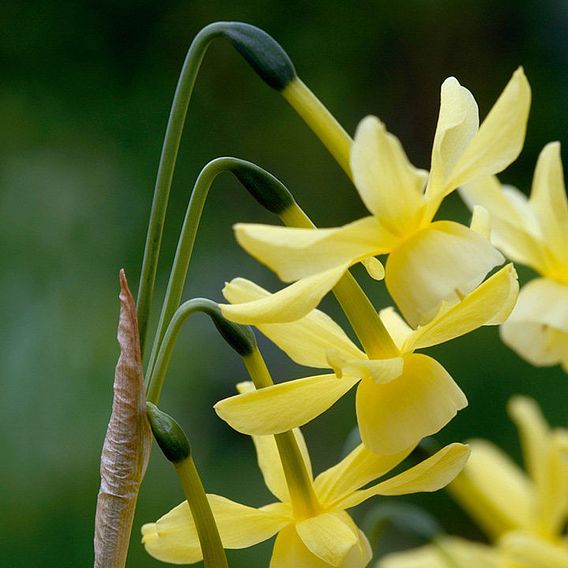 Narcissus 'Hawera'