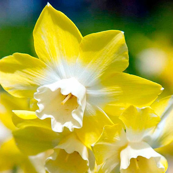 Daffodil Jonquilla  Pipit