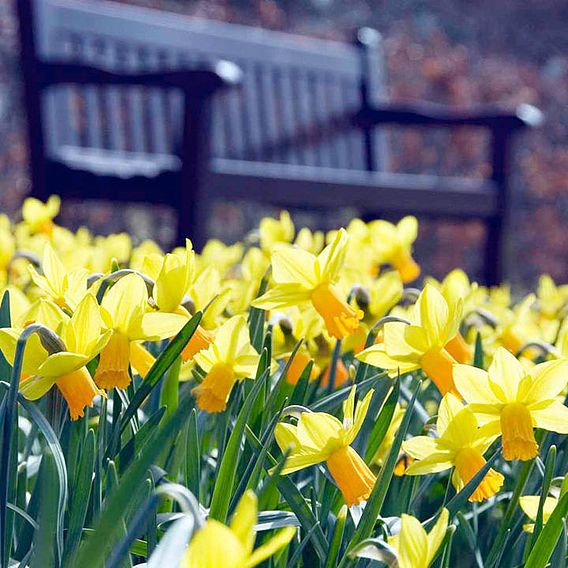 Narcissus 'Jetfire'