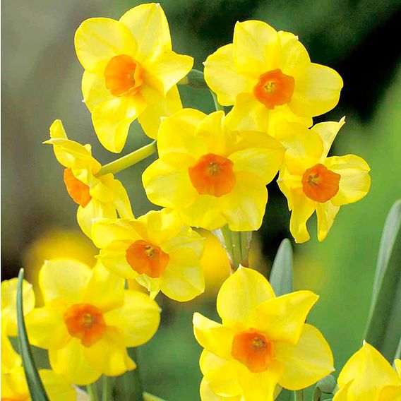 Narcissus Martinette