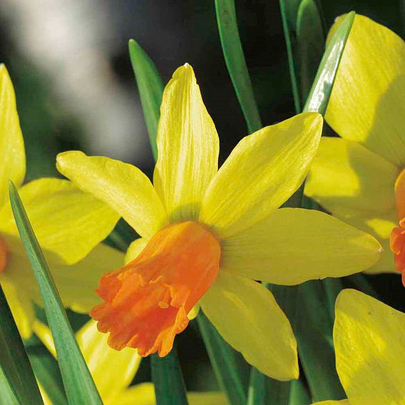 Narcissus 'Jetfire'