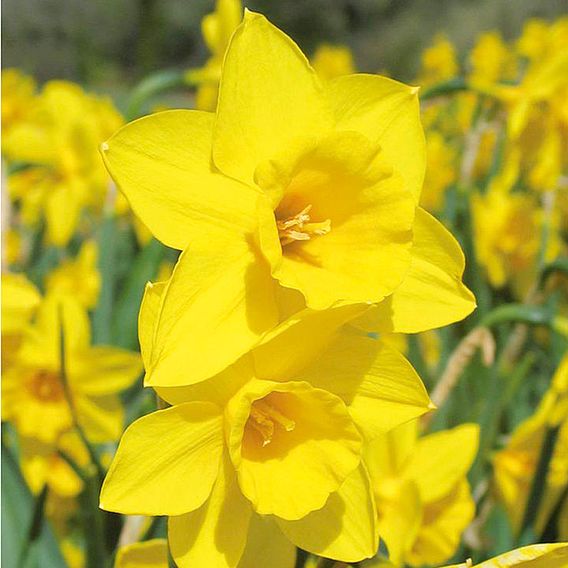 Narcissus 'Cornish Continuity Collection'