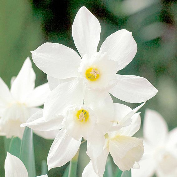 Narcissus 'Thalia'