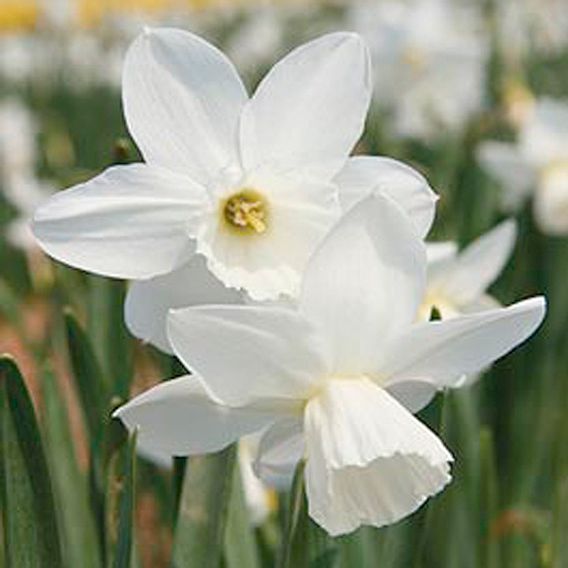 Narcissus 'Cornish Niveth'