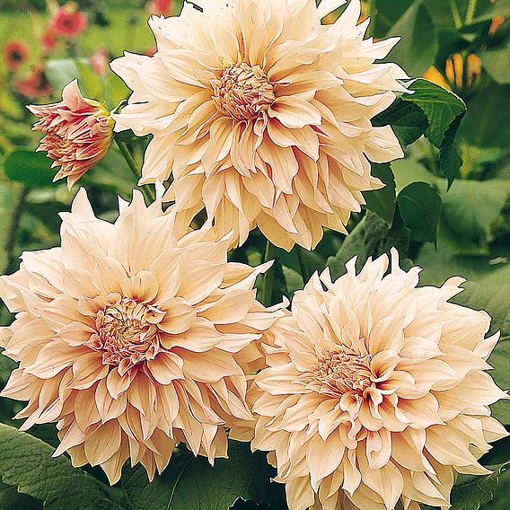 Dahlia 'Cafe Au Lait'